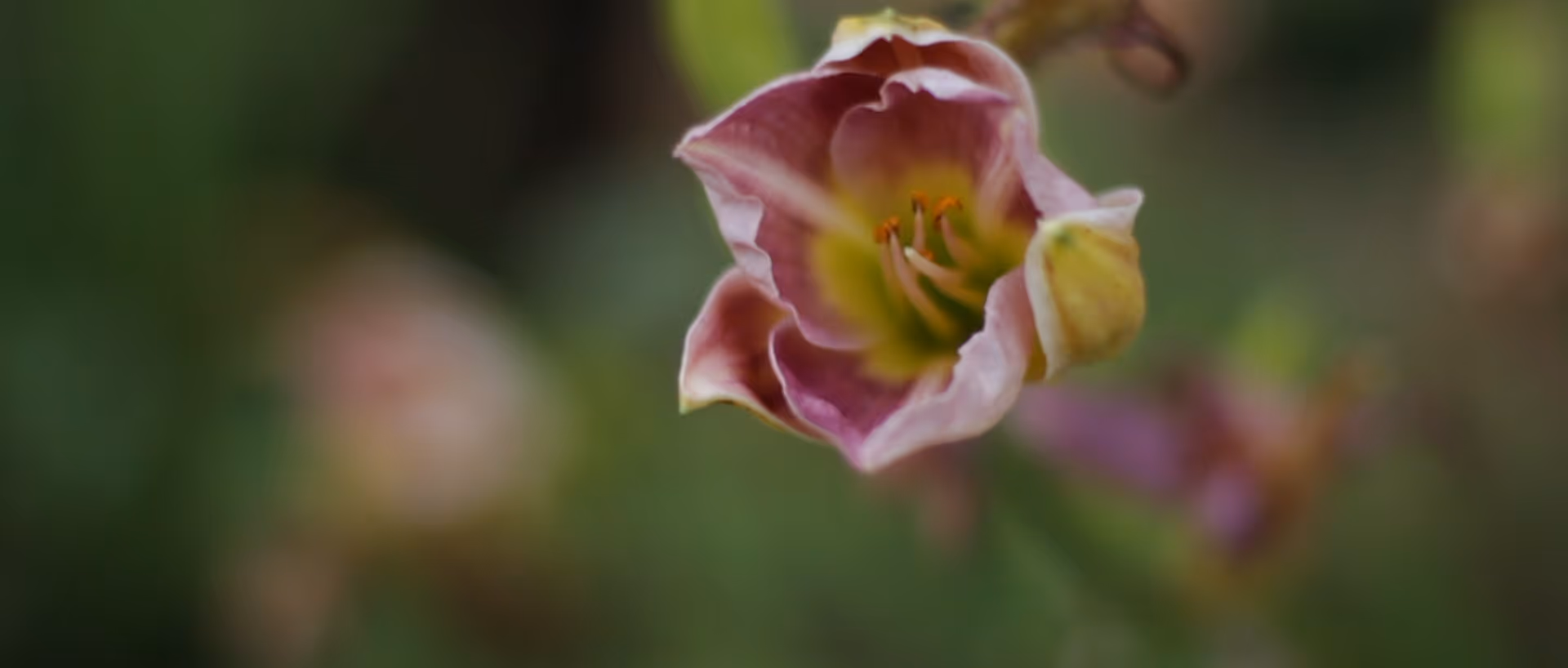 A close up image of a flower