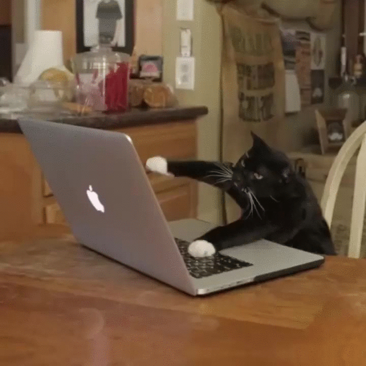 A cat frantically types on a computer