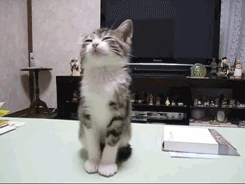 Some times cat GIFs are irresistible