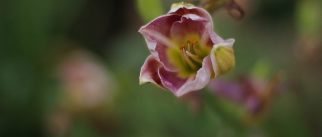 A close up image of a flower